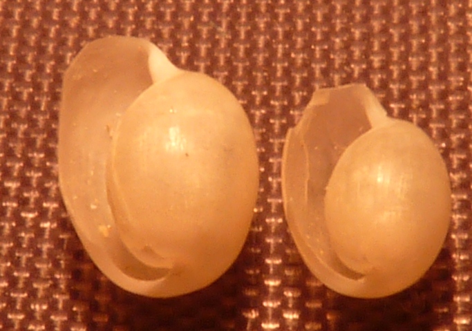 Hamoninoeidae Haminoea hydatis ?